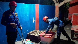 6 Ular Piton Ditemukan Dekat Kampus UIN Makassar, Damkar Gowa Turun Tangan