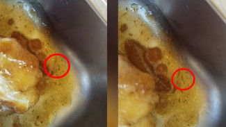 Heboh! Video Sajian Makanan MBG Pelajar di Jeneponto Temukan Ulat Bergerak di Lauk Pauknya