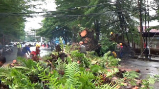 Cuaca Buruk Makassar, Pohon Tumbang Lumpuhkan Jalan Bontoleppangan