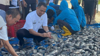 Panen 8 Ton Ikan Nila Di Segeri Pangkep