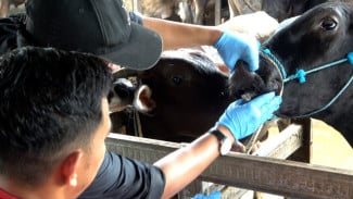 Jelang Idul Adha, Harga Sapi Kurban di Gowa Tembus Rp 14 Juta per Ekor