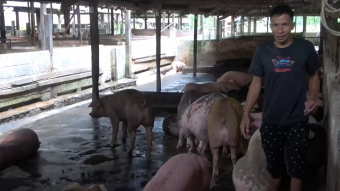 Peternak Babi di Gowa Karantina Sisa Babi Yang Terkena Virus ASF