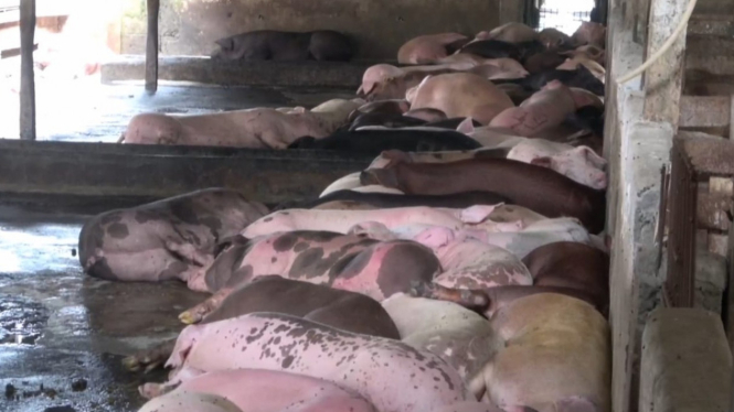Dari 25.000 babi di Gowa, tersisa 70 ekor babi yang masih hidup.