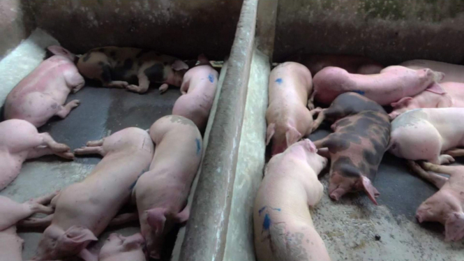 Puluan hewan babi terkontaminasi Virus ASF