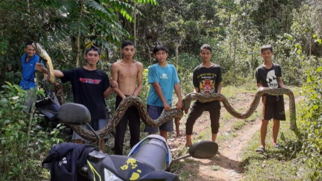 warga memegang dan berfoto dengan ular piton yang mengigit petani