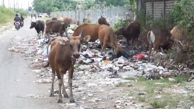 Puluhan Sapi Masih Digembalakan Di Tempat Pembuangan Sampah
