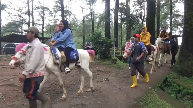 Wisatawan Pun Ramai Mencoba Berkuda Di Taman Wisata Alam Malino