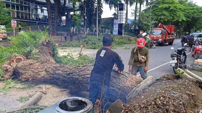 Petugas evakuasi batang pohon yang tumbang