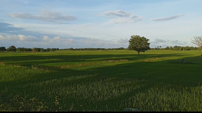 Petani terancam gagal panen akibat wereng putih