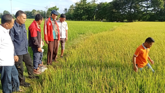 Tim pengendali organisme pengganggu tumbuhan (POPT)