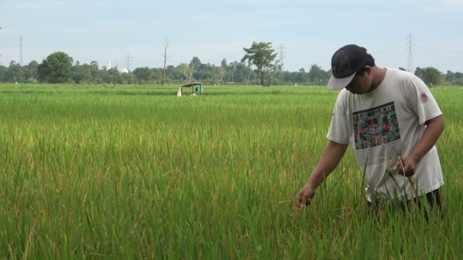 Ancaman Gagal Panen, Hama Wereng Tak Terkendali