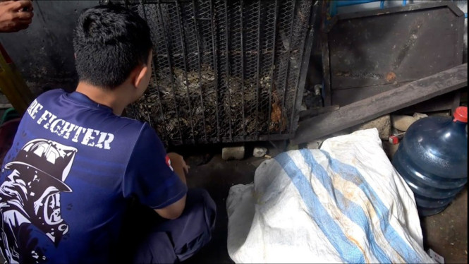 Petugas damkar mengandangkan ular piton evakuasi sementara