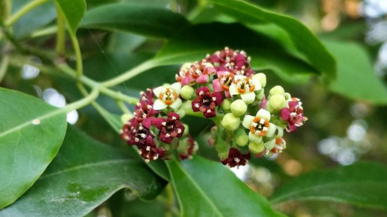 Cendana - Tanaman Ini Disukai Ular #Istimewa