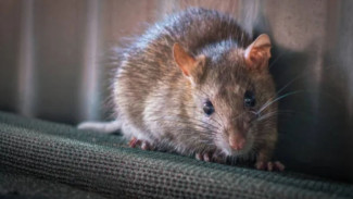 Waspada Leptospirosis: Penyakit Infeksi Air Kencing Tikus yang Mengancam di Musim Hujan