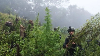 Ditemukan Ladang Ganja Tersembunyi di Pegunungan Papua