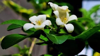 Waspada! 5 Tanaman Ini Disukai Ular, Tips Ampuh Menghindarinya