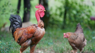 Cepat Empuk, Ini Trik Merebus Ayam Kampung dalam 14 Menit