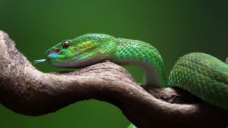 51 Arti Mimpi Digigit Ular: Pertanda Baik atau Buruk?