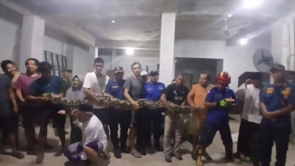 Ular Piton Raksasa 100 Kg Dievakuasi dari Gudang di Cipadu, Tangerang