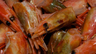 Jangan Dibuang, Ternyata Kepala Udang Bermanfaat untuk Kesehatan Tubuh!