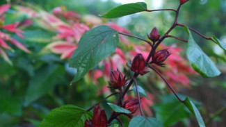 Lima Bunga Ini Bisa Dimakan, Khasiatnya Bikin Awet Muda