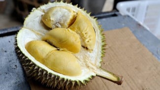Ditonton 40 Juta Kali, Begini Cara Panen Durian Pakai Karung