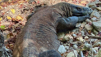 Fakta Menarik Komodo, Hewan Purba yang Masih Hidup hingga Sekarang