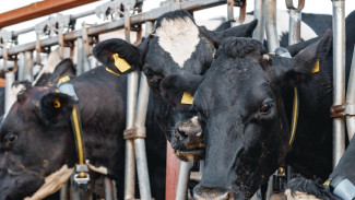Korea Selatan Tegas Tolak Tekanan AS Terkait Impor Daging Sapi dan Beras Demi Petani Lokal