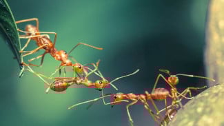 Peneliti: Semut Bisa Deteksi Kanker dari Air Kencing