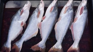 Ikan Laut vs Ikan Tawar: Mana yang Lebih Baik untuk Kesehatan?