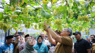 Tangsel Panen Raya Anggur Ponjay Bendav: Inovasi Pertanian Urban Jadi Andalan Baru