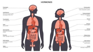 Perlu Tahu, Ini Mitos Kesehatan Organ Seksual