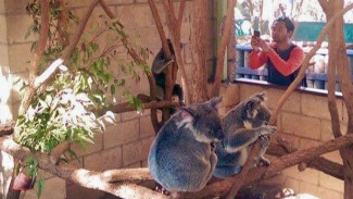 Melihat Koala Menggemaskan di Lone Pine Koala Sanctuary Brisbane