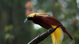 Gelombang Panas Ekstrem Ancam Burung Tropis, 38% Populasi Burung Hilang Sejak 1950