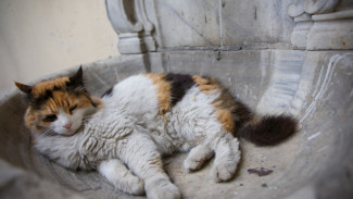 5 Fakta Kasus Wanita Jepang yang Diduga Aniaya Kucing hingga 132 Bangkai Ditemukan