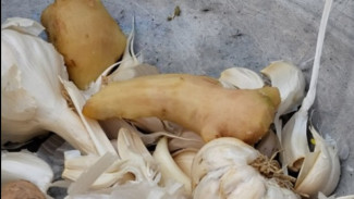 Ini Manfaat Air Rebusan Bawang Putih & Jahe dan Cara Membuatnya