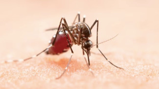 Studi: Malaria Tanpa Gejala Ternyata Bisa Ganggu Sistem Kekebalan Tubuh,