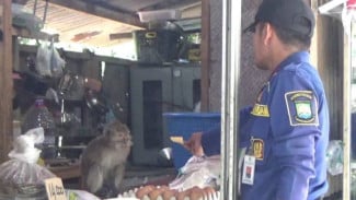 Monyet Liar Masuk Warung Sembako dan Serang Warga di Tangerang