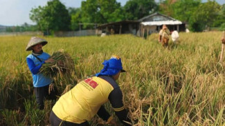 Pemkot Tangerang Dorong Produktivitas Padi Lewat Ubinan di Batuceper