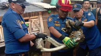 Damkar Ciledug Tangani 4 Laporan Hewan Liar dalam Sehari: Dari Ular Sanca Hingga Sarang Tawon