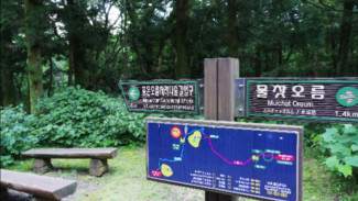 Saryeoni Forest Jeju: Hutan Mistis di Antara Gunung, Laut, dan Luka Sejarah