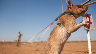 Wow! Tikus Kantong Raksasa Afrika Dilatih Sebagai Hewan Pelacak Korban Gempa Bumi