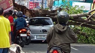 Pohon Besar Mendadak Tumbang di Rempoa: Yaris Ringsek, Ibu dan Anak Selamat