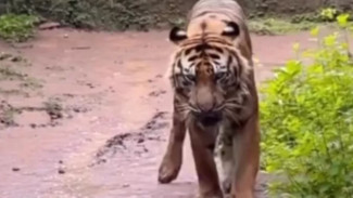 Klarifikasi Penyebar Hoaks Pakan Harimau Dibawa Pulang Petugas Taman Margasatwa Ragunan