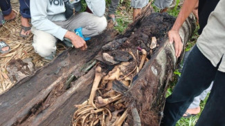 Fakta Temuan Kerangka Manusia di Batang Pohon Aren, Identitas Diketahui Setelah Dua Tahun Hilang Tanpa Jejak