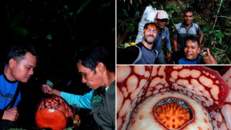 Soal Penemuan Rafflesia Hasseltii, Anies Baswedan Ikut Protes Universitas Oxford Gara-gara Hal ini