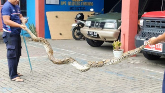 Ular Sanca 4 Meter Bersarang di Bawah Lantai Rumah Warga Panunggangan Barat, Damkar Tangerang Lakukan Evakuasi Dramatis