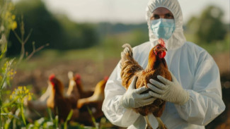 Jepang Konfirmasi Wabah Flu Burung Pertama di 2026, Terbaru di Prefektur Miyazaki