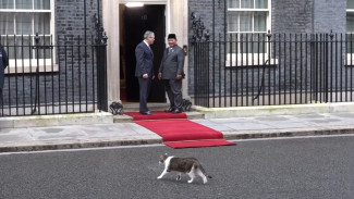 Video Larry the Cat Sambut Presiden Prabowo saat Bertemu PM Inggris