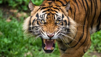 Puluhan Harimau Tewas Misterius di Taman Wisata Thailand, Otoritas Lakukan Penyelidikan